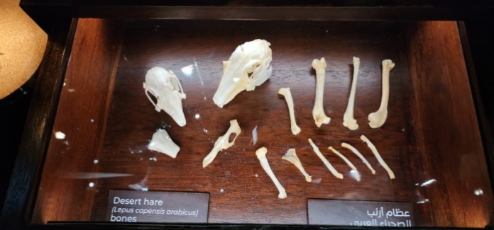 Bones of animals.